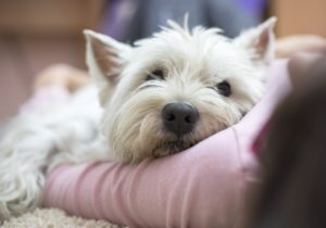 cute white dogs