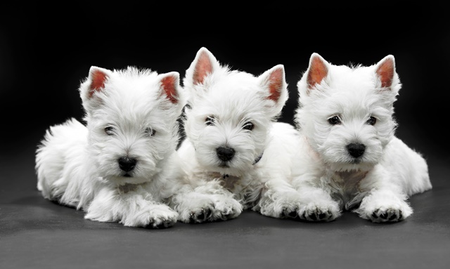 small white dog breeds
