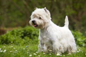 Westies