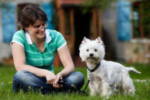 Small white dog breeds
