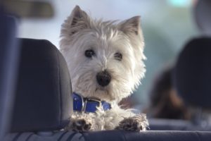 westie personality
