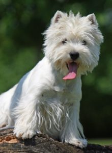Small white dog breed