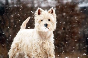 Westie Terrier