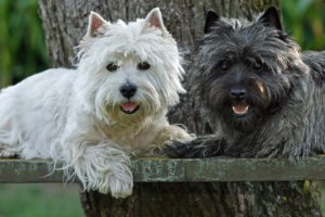 West Highland White Terrier