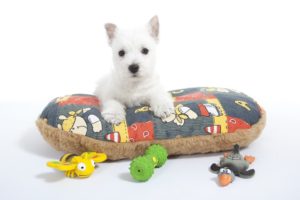 Westie puppy