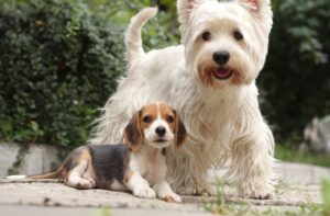 West Highland Terrier Temperament
