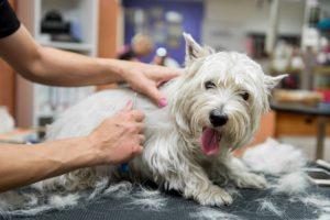 Westie skin problems