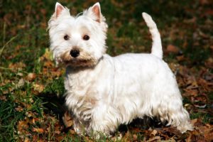 non shedding small dogs