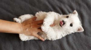 Do Westies Shed