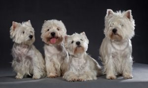 Westie allergies