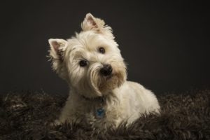 small dogs that don't shed