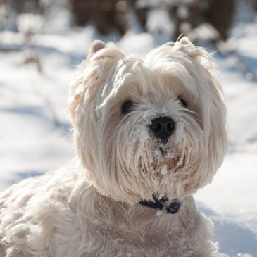 west highland white terrier