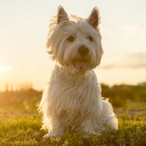 Do Westies have hair or fur