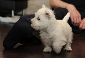 preparing the home for a Westie puppy