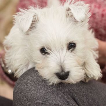 Easy Home Preparations for Raising a Westie Puppy