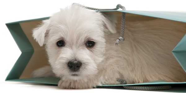 Westie Gifts