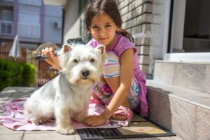 Do Westies shed