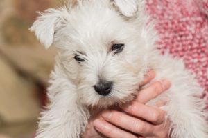 Westie, West Highland White Puppy