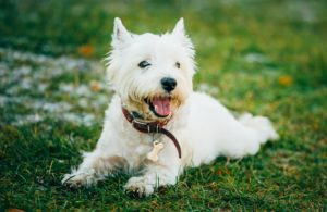 small non shedding dogs