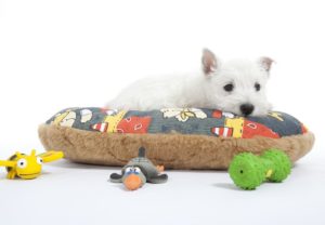 toys for westie puppies