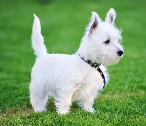 puppy gear for a Westie 