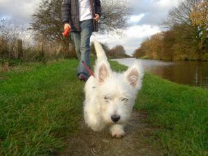 Are Westies easy to train