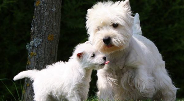 west highland white terrier