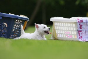 westie terrier puppy