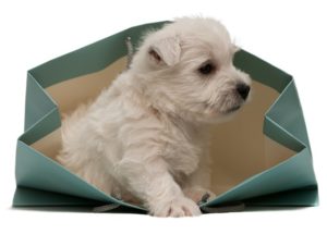 westie gift ideas